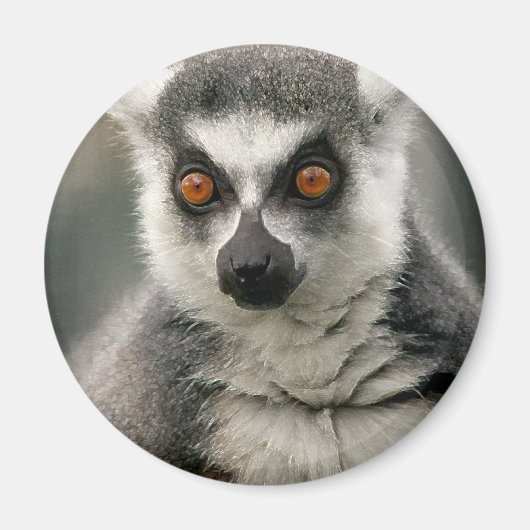 Aimant Lemur (Devant)