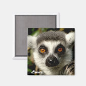 Aimant Lemur1 (Recto/Verso)