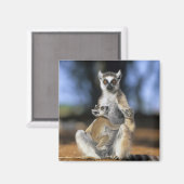 Aimant Lémur à queue d'anneau, (Lémur catta), Mère et (Recto/Verso)