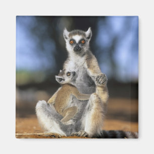Aimant Lémur catta, (Lemur catta), Mère et