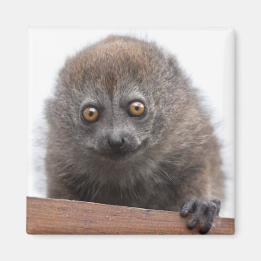 Aimant Lémurien Bébé (Devant)