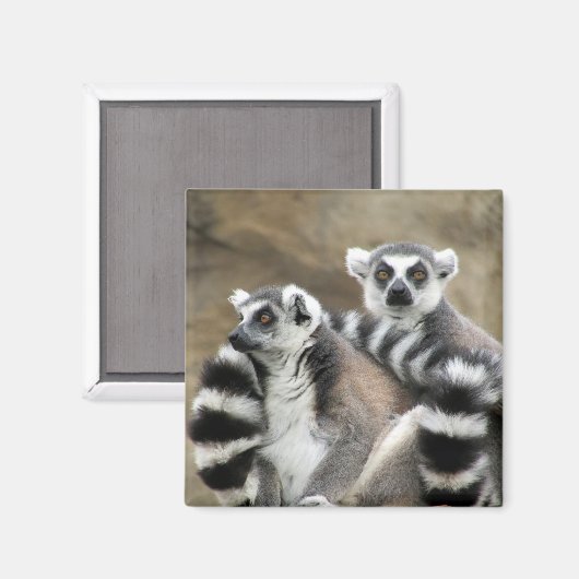 Aimant lémuriens (Recto/Verso)