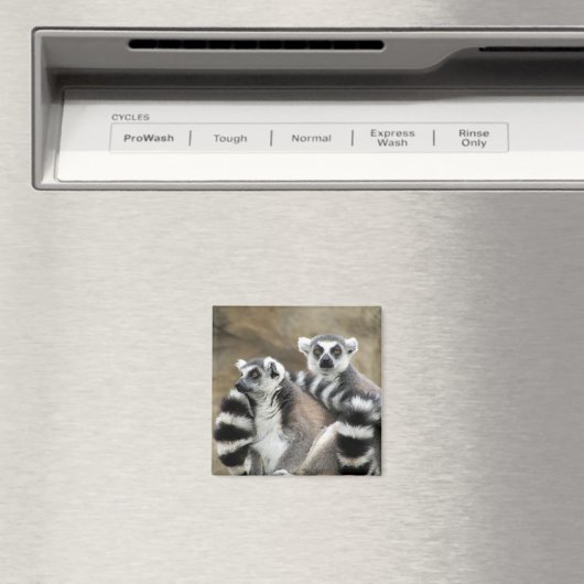 Aimant lémuriens (In Situ (Lave-vaisselle))