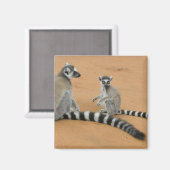 Aimant Lémuriens à queue annelée, (Lemur catta), Berenty (Recto/Verso)