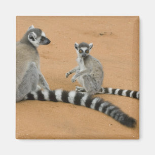Aimant Lémuriens à queue annelée, (Lemur catta), Berenty