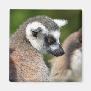 Aimant Lémuriens à queue ronde