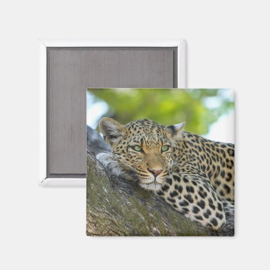 aimant léopard (Recto/Verso)