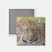 Aimant Leopard (Recto/Verso)