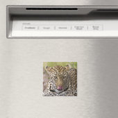 Aimant Leopard (In Situ (Lave-vaisselle))