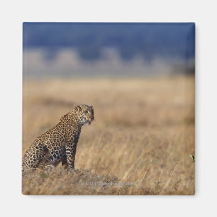 Aimant Léopard africain dans les prairies, Kenya, Afriqu