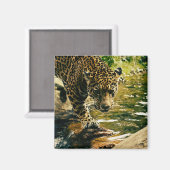 Aimant Leopard Crossing a Stream Photograph (Recto/Verso)