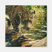 Aimant Leopard Crossing a Stream Photograph (Devant)