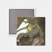 Aimant Léopard d'Afrique, Panthera pardus (Recto/Verso)
