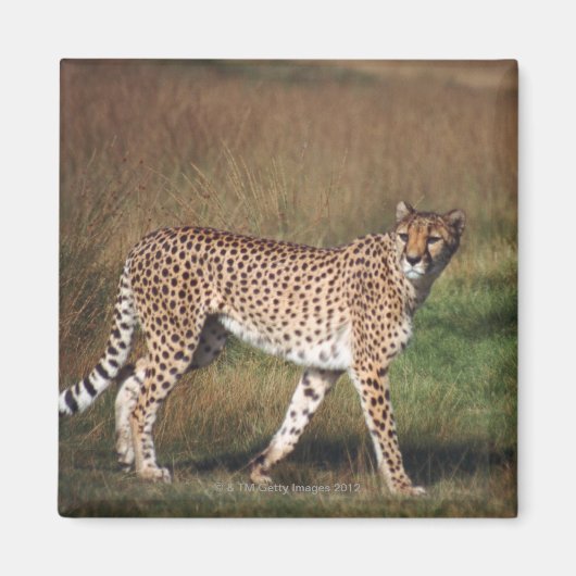 Aimant Leopard dans la plaine (Devant)