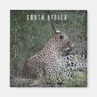 Leopard en Afrique du Sud