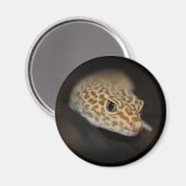 Aimant Leopard Gecko (Recto/Verso)