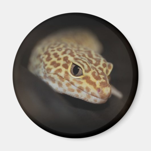 Aimant Leopard Gecko (Devant)