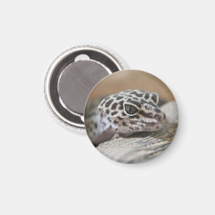 Aimant Léopard Gecko Yeux Bouche visage gros