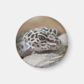 Aimant Léopard Gecko Yeux Bouche visage gros (Devant)