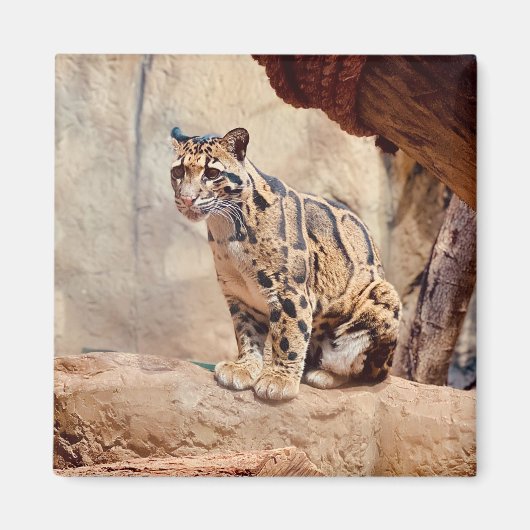 Aimant léopard nébuleux image nature faune exotique (Devant)