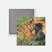 Aimant Leopard reposant dans l'herbe (Recto/Verso)