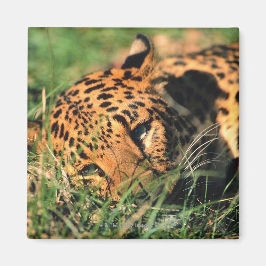 Aimant Leopard reposant dans l'herbe (Devant)