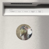 Aimant Leptoptilos crumeniferus (In Situ (Lave-vaisselle))