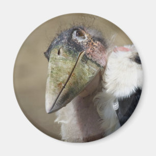 Aimant Leptoptilos crumeniferus