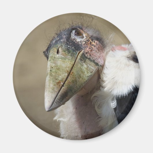 Aimant Leptoptilos crumeniferus (Devant)