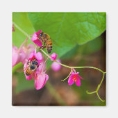 Aimant Les Abeilles Sur Les Fleurs De Vins De Corail (Devant)