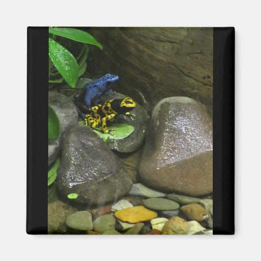 Aimant Les amis de la grenouille (Devant)
