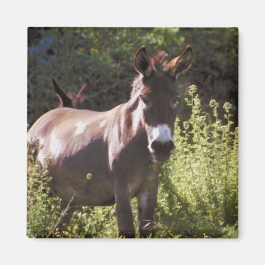 Aimant Les ânes au pâturage (Devant)