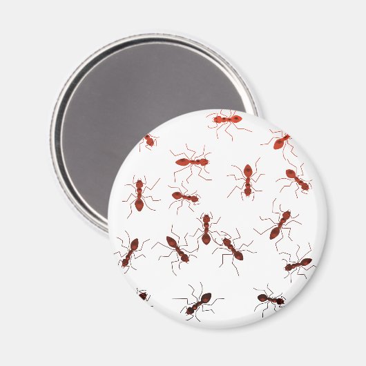 Aimant Les antiques de la fourmi. (Recto/Verso)