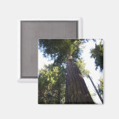 Aimant Les arbres. (Recto/Verso)