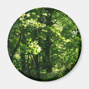 Aimant Les arbres au printemps. Bute Park, Cardiff. Pays