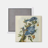 Aimant Les Blue Jays d'Audubon (Recto/Verso)