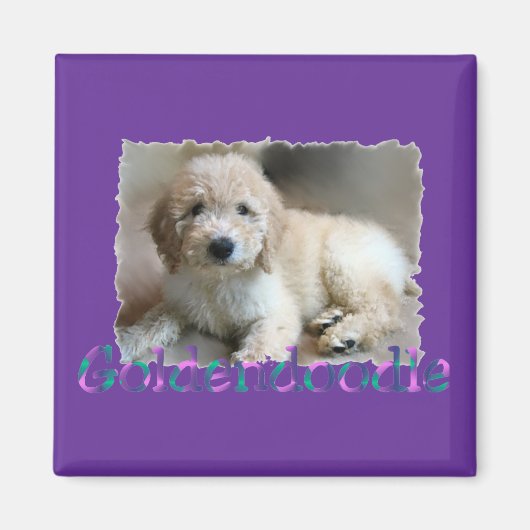 Aimant Les cadeaux Goldendoodle Lovers (Devant)