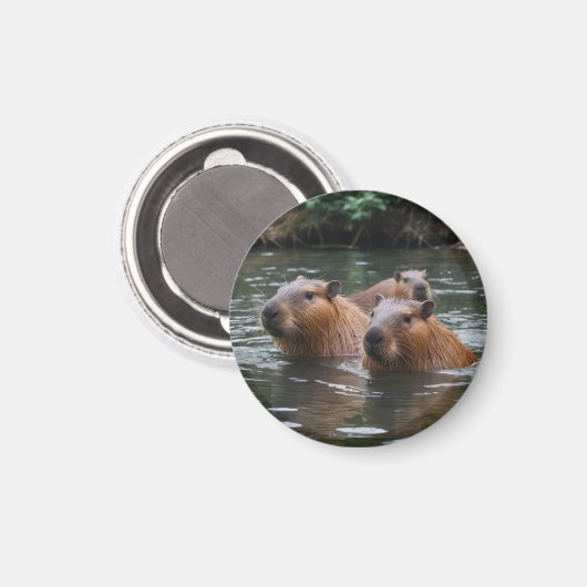 Aimant Les capybaras nagent dans la rivière, (Recto/Verso)