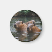 Aimant Les capybaras nagent dans la rivière, (Devant)