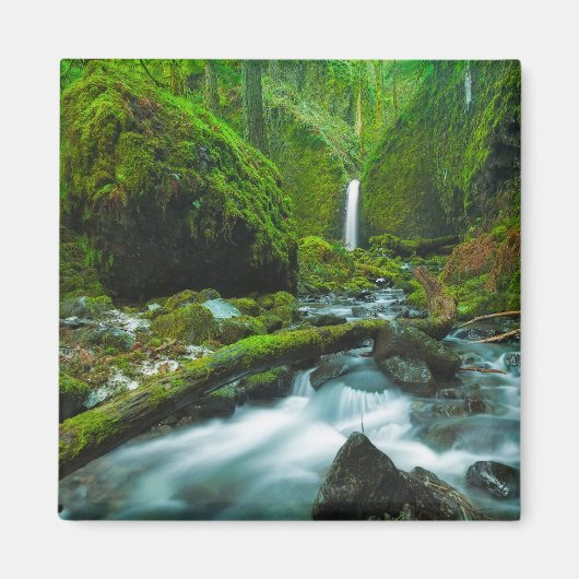 Aimant Les cascades | Grotto Falls, Oregon (Devant)