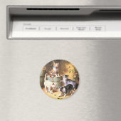 Aimant : "Les chatons jouent avec les coléoptères" (In Situ (Lave-vaisselle))