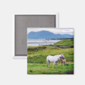 Aimant Les Chevaux du Connemara | Galway, Irlande (Recto/Verso)