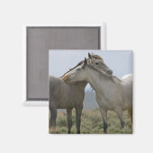 Aimant Les Chevaux Sauvages (Recto/Verso)