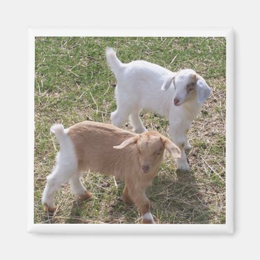 Aimant Les chèvres de soeur (Devant)