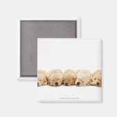 Aimant Les chiots de l'golden retriever (Recto/Verso)