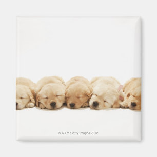 Aimant Les chiots du golden retriever