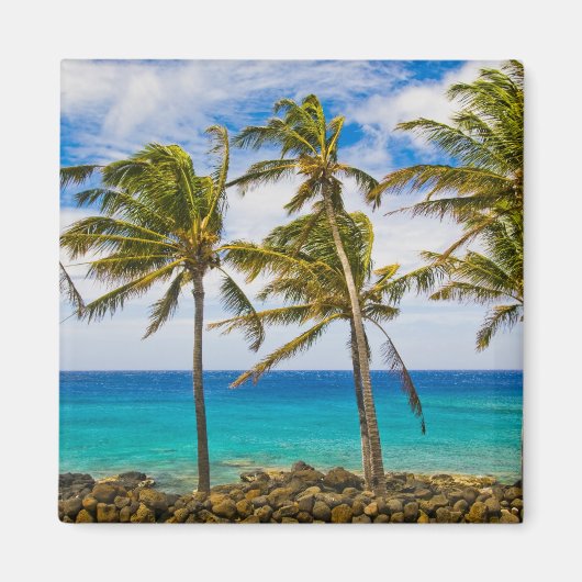 Aimant Les cocotiers (Cocos nucifera) se balancent dans (Devant)