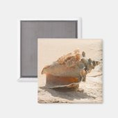 Aimant Les Coquillages Sur La Plage (Recto/Verso)