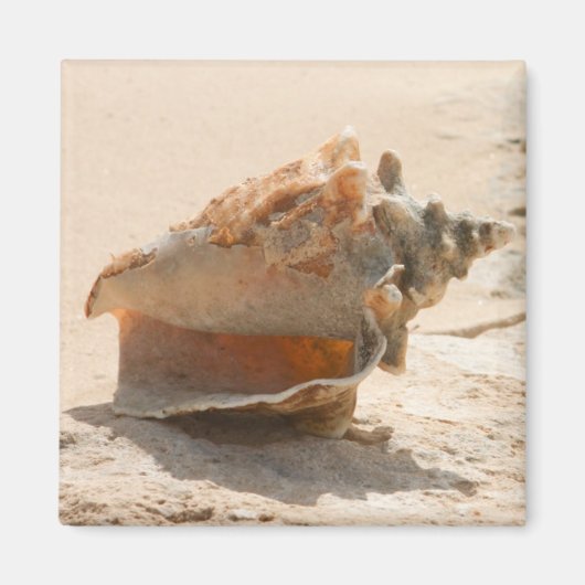 Aimant Les Coquillages Sur La Plage (Devant)
