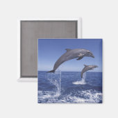 Aimant Les dauphins des Caraïbes (Recto/Verso)